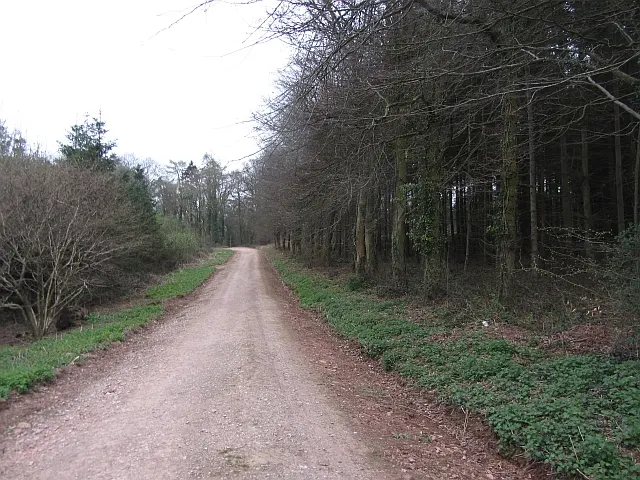 Wind Down Woods, Bridgwater