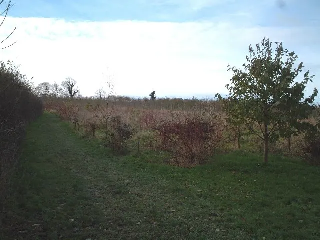 Ralph's Wood, Highbridge